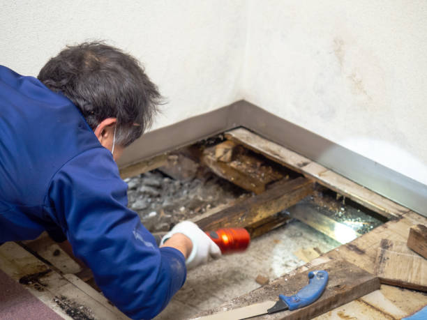 Best Mold Remediation for Schools in Graham, WA
