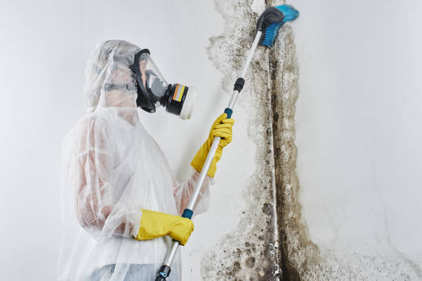 Best Black Mold Remediation in Graham, WA