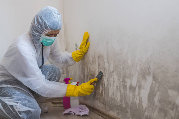 Best Commercial Mold Remediation in Graham, WA