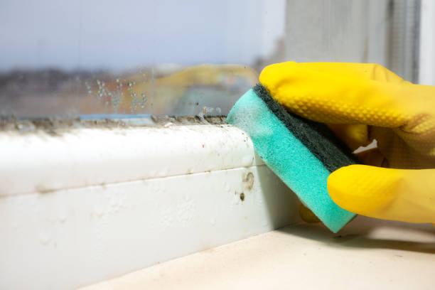 Best Industrial Mold Remediation in Graham, WA