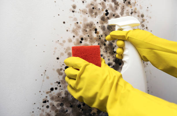 Best DIY Mold Remediation Support Services in Graham, WA