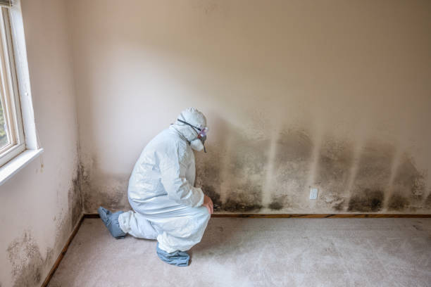 Best Attic Mold Remediation in Graham, WA