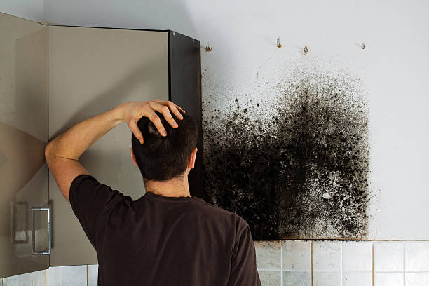 Best Kitchen Mold Remediation in Graham, WA