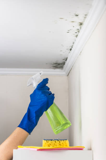 Best Bathroom Mold Remediation in Graham, WA